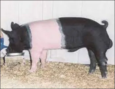 Quelle est cette race ?