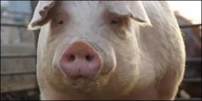 Quelle est cette race ?