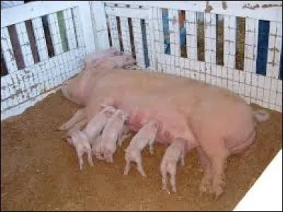 Quelle est cette race ?