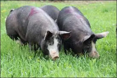 Quelle est cette race ?