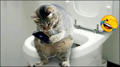 Ton chat ronronne-t-il quand il est avec toi ?