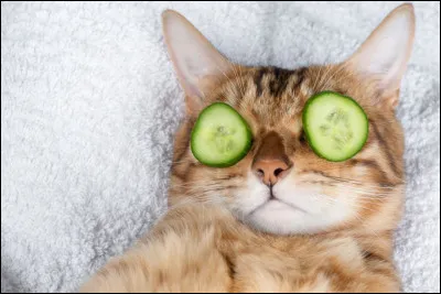 Avant de sendormir ton chat se lèche-t-il ?