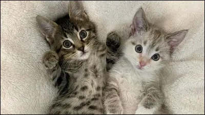 Dernière question : comment est son caractère ?