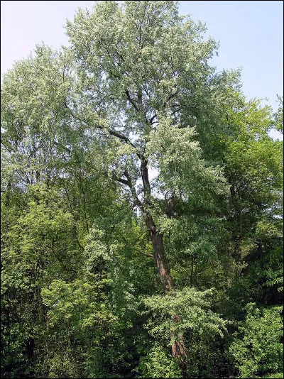 Lequel de ces adjectifs ne correspond pas à un type de chêne ?