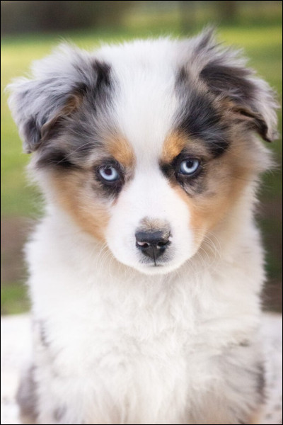 Quelle est cette race ?