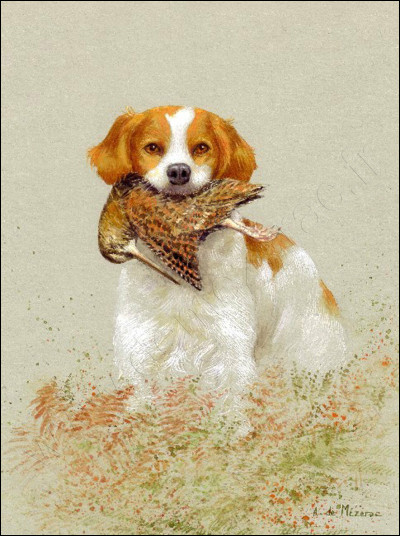 Quelle est cette race ?