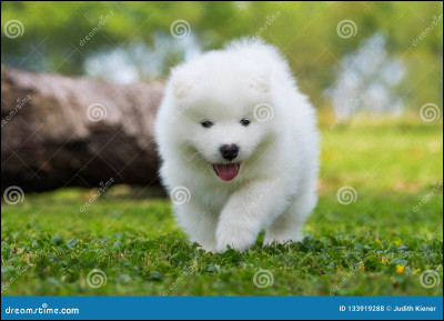 Quelle est cette race ?