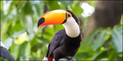 Quel est cet animal ?