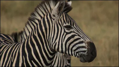 Quel est cet animal ?