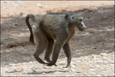 Quel est cet animal ?