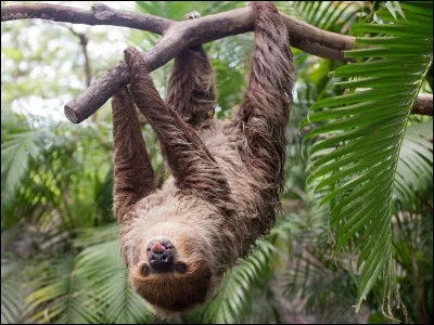 Quel est cet animal ?