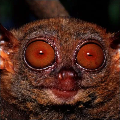 Que veut dire "avoir les yeux plus gros que le ventre" ?