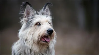 À quelle race appartient ce chien ?