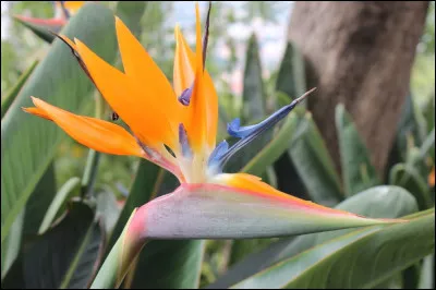 Quel est l'autre nom des oiseaux de paradis ?