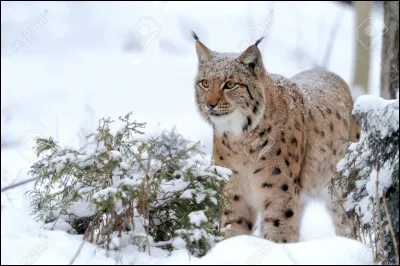 Comment se nomme cette "grosse minouche" ?