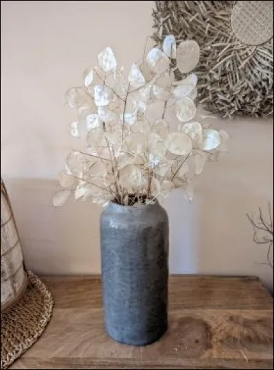 Quel est le nom de ces fleurs séchées appelées "monnaie du pape" ?