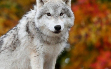 Quiz Loups