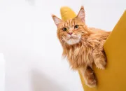 Quiz Les Chats