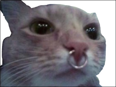 Quand aurait eu lieu leur première domestication ?