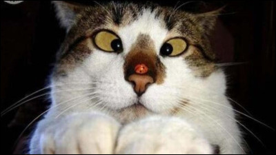 Où et quand fut-il diabolisé ?