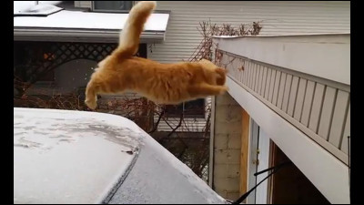 Que signifie le mot chat ?