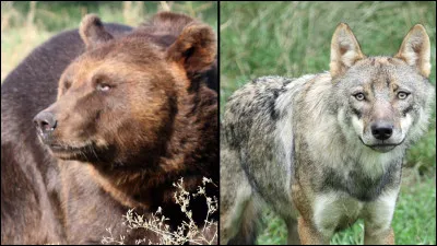 Quel animal les force &agrave; trouver un nouvel abri ?