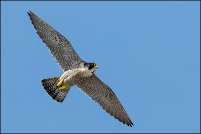 Qui est la dernière ?