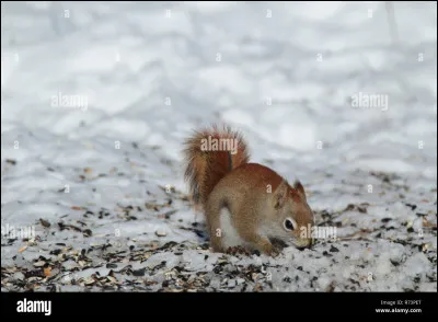 Qui sont ses petits ?