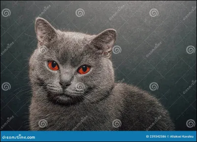 Comment s'appelle le chat que rencontre Ombre d'Érable dans une grange ?