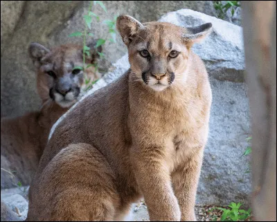Comment sera-t-elle surnommée ?