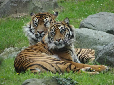 Comment s'appelle ce couple de tigres ?