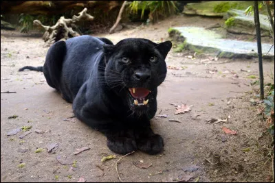 Comment s'appelle ce mâle panthère noire ?