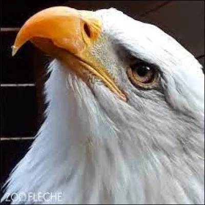 Et cette femelle pygargue à tête blanche échappée le 30 juin 2023 ?