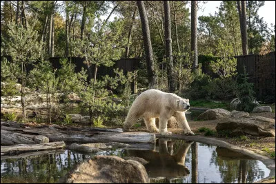Quel est cet animal, une des stars du Zoo, qui a fait son retour le jeudi 27 octobre ?