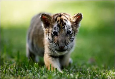 Quel est ton talent ?