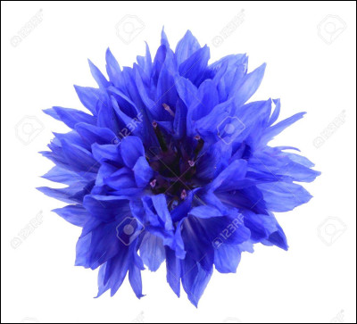 Que signifie être "fleur bleue" ?