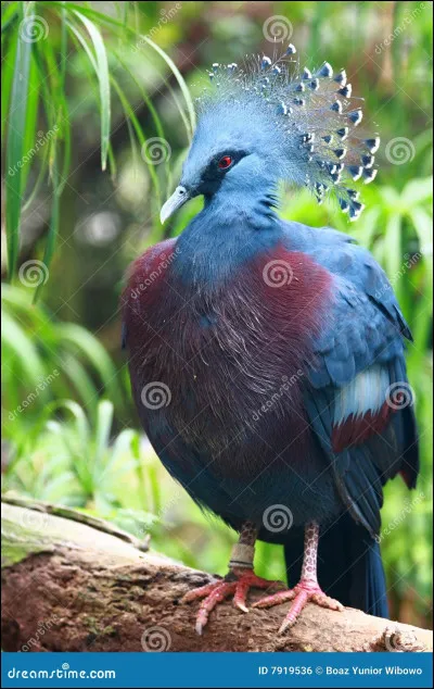 Le goura couronné d'Australie est une variété de pigeon au plumage bleu, on lui attribua le nom d'une tête couronnée britannique. Saurez-vous trouver laquelle ?