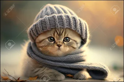 Pourquoi les autres chatons sont-ils jaloux de lui ?