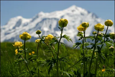 Que sont ces autres fleurs des Alpes ?