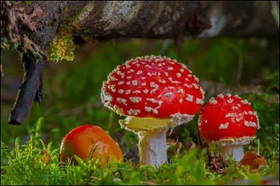 Dans quelle catégorie devez-vous classer ces magnifiques champignons ?
