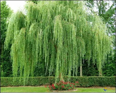 Quel est cet arbre ?