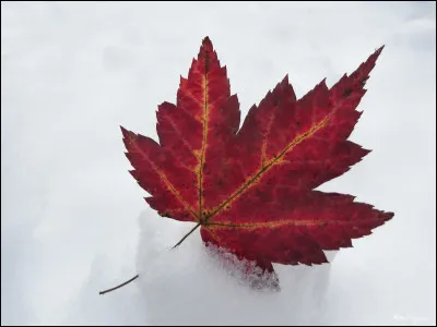 D'où provient cette feuille ?