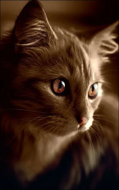 Tu deviens enfin apprenti sous le nom de Nuage Lunaire. Ton frère et ta sur deviennent Nuage Moussu et Nuage de Laurier. Qui voudrais-tu avoir pour mentor ?