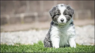 Comment les chiots naissent-ils ?