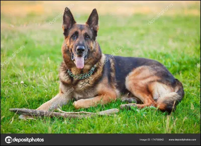 Qu'est-ce que fait le chien avant d'aller se coucher ?