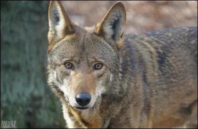 Comment s'appelle ce loup ?