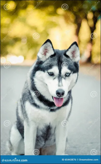 Comment s'appelle cette sous-espèce de la grande famille "Canis lupus" ?