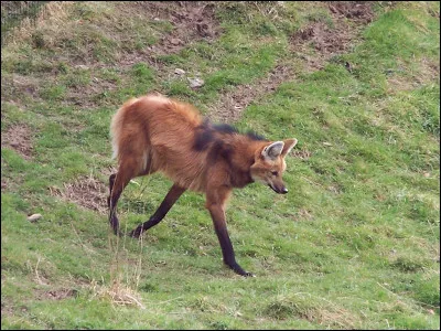 Quel est ce loup un peu "bizarre" ?
