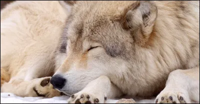 Où dort le loup quand il est seul ?