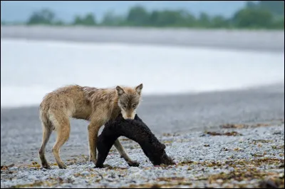 Jusqu'à quel âge peut vivre un loup sans les pièges d'un homme ?